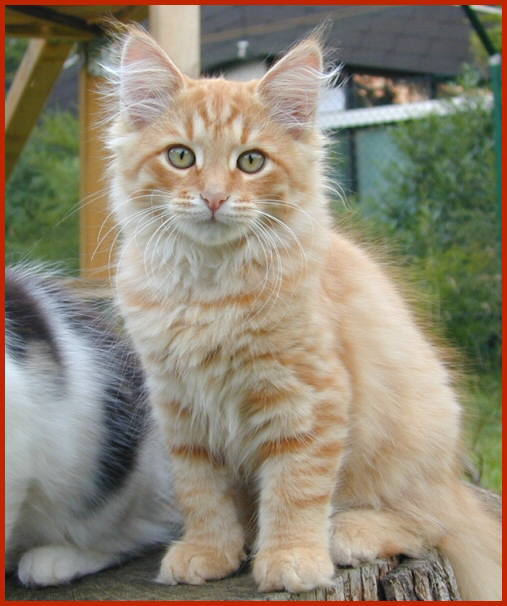 Sibirische Katze Flicka von den Schwarzwaldtigern