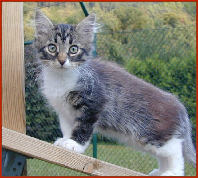 Sibirische Katze Gaya von den Schwarzwaldtigern