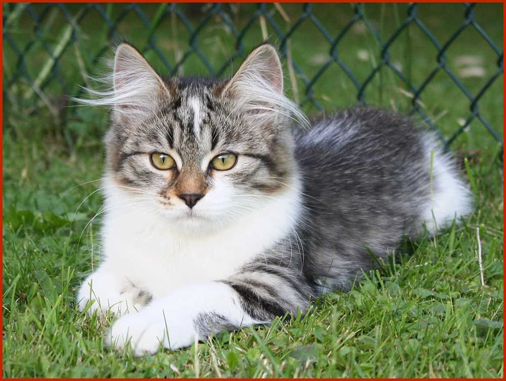 Sibirische Katze Hali ya Hatari von den Schwarzwaldtigern