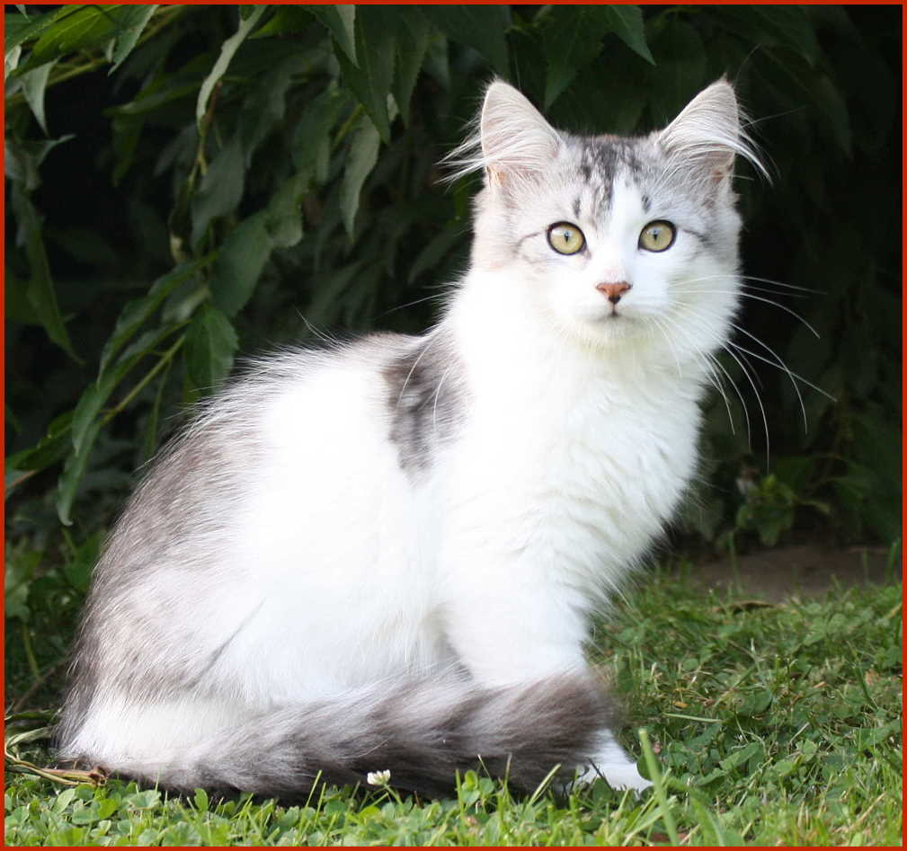 Sibirischer Kater Helios von den Schwarzwaldtigern