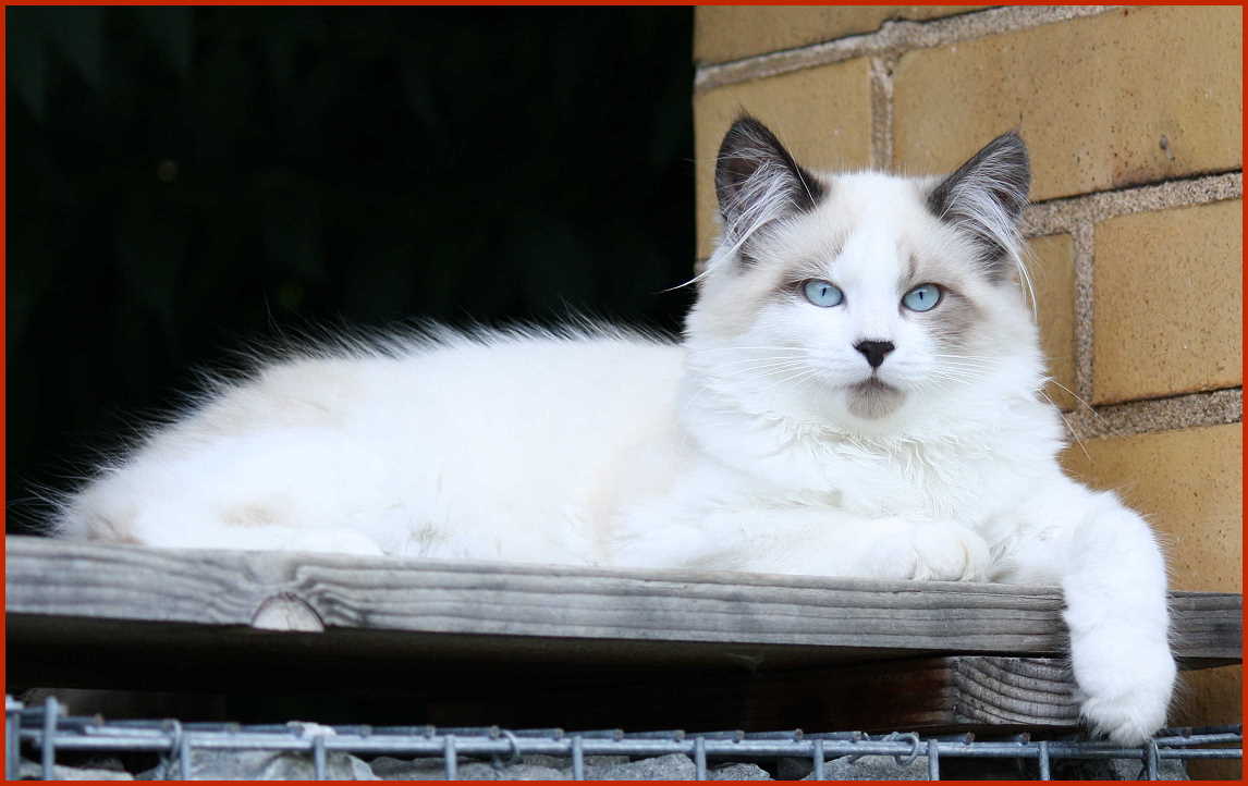 Sibirischer Kater Hidalgo von den Schwarzwaldtigern