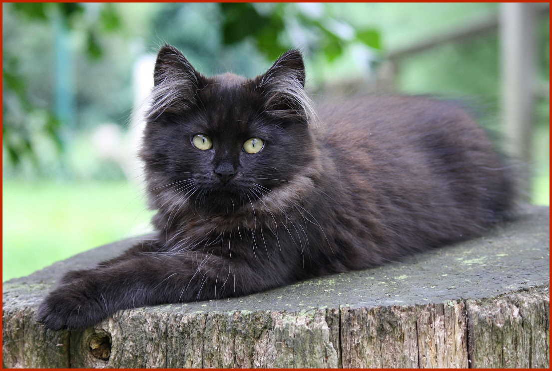 Sibirische Katze Hilka von den Schwarzwaldtigern