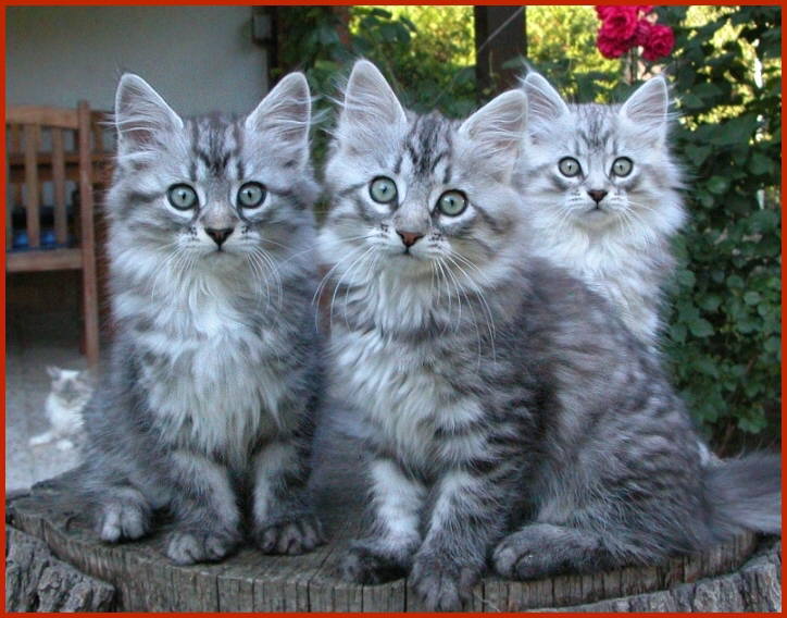 Sibirische Rassekatzen von den Schwarzwaldtigern