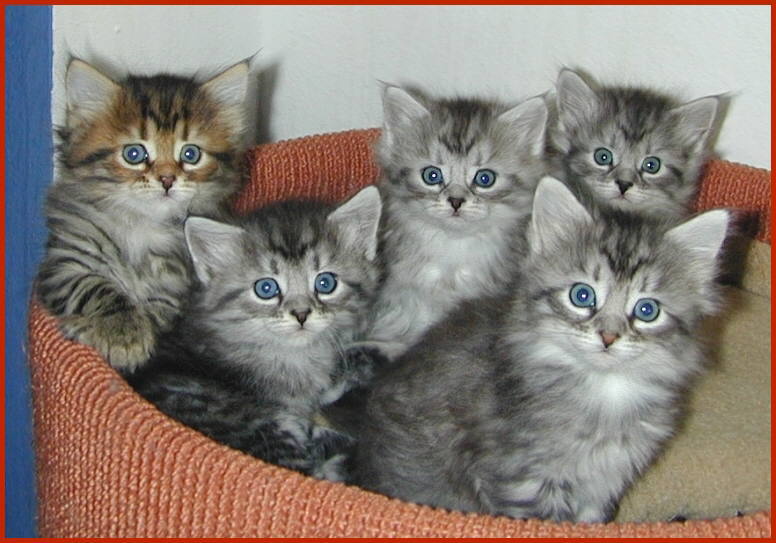 Sibirische Rassekatzen von den Schwarzwaldtigern