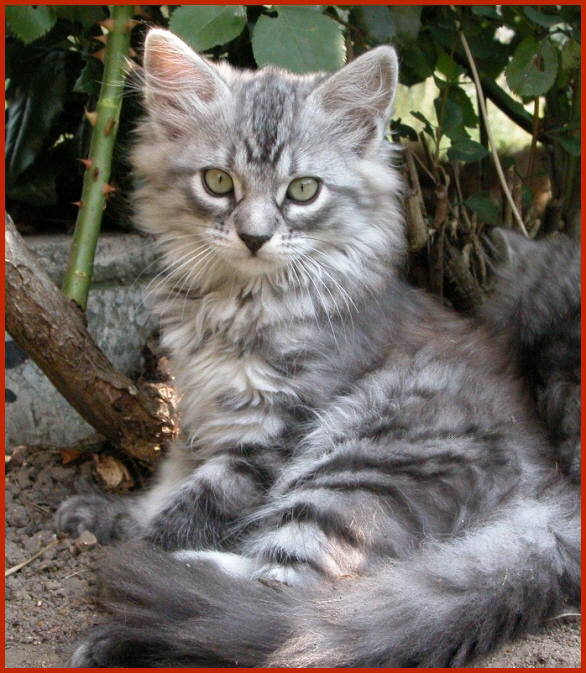 Sibirische Katze Heather von den Schwarzwaldtigern