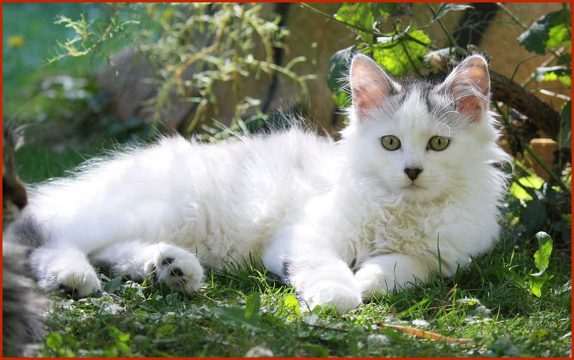 Sibirischer Kater Ilarion von den Schwarzwaldtigern