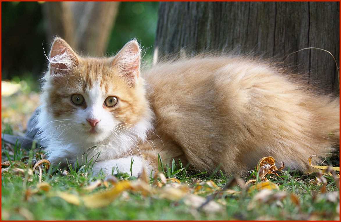 Sibirischer Kater Ilya von den Schwarzwaldtigern