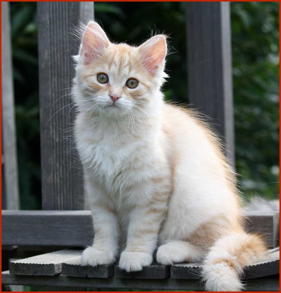 Sibirischer Kater Isidor von den Schwarzwaldtigern