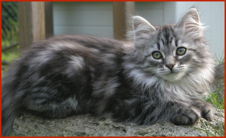 Sibirische Katze Isabeau von den Schwarzwaldtigern