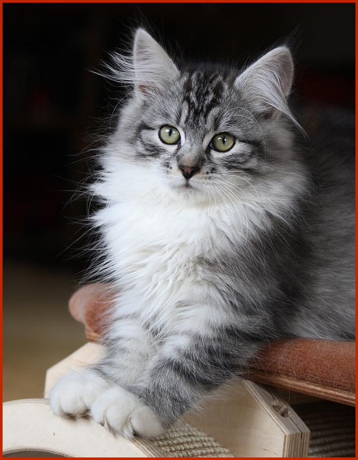 Sibirischer Kater Janosch von den Schwarzwaldtigern