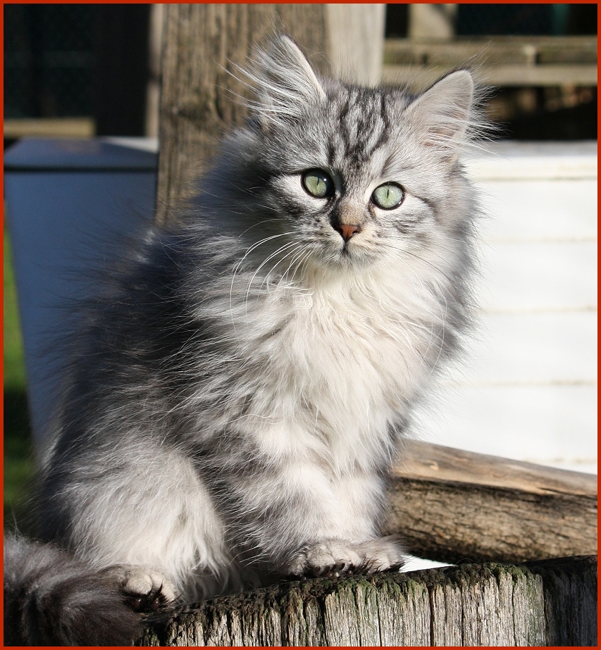 Sibirischer Kater Jiri von den Schwarzwaldtigern