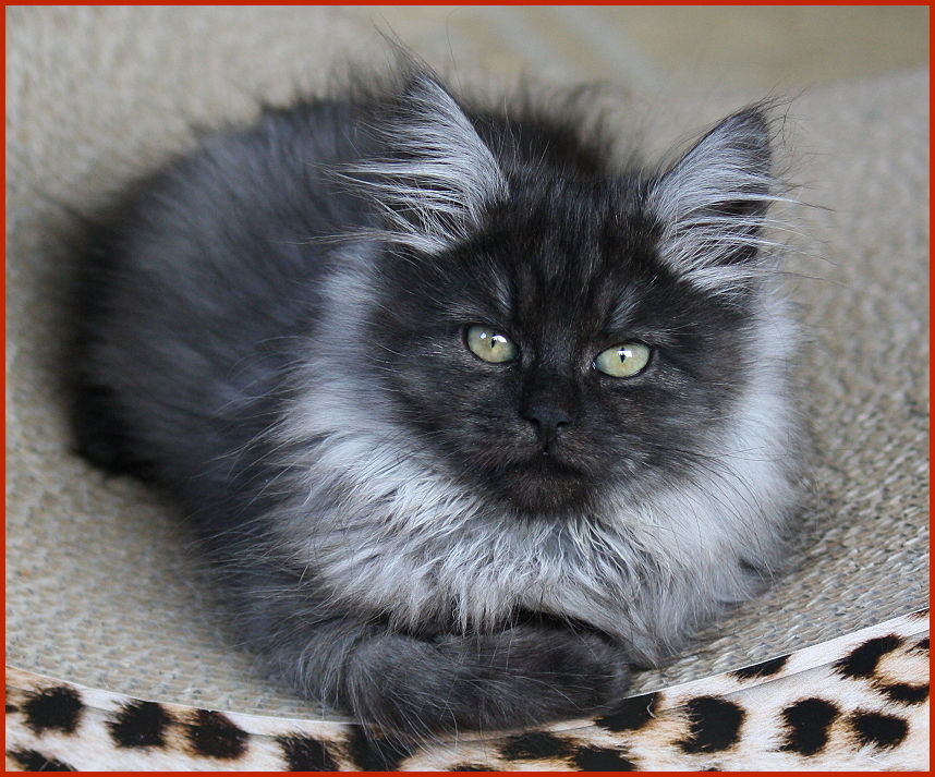 Sibirische Katze Juno von den Schwarzwaldtigern