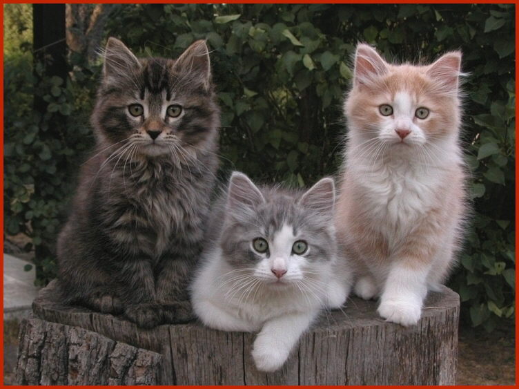 Sibirische Rassekatzen von den Schwarzwaldtigern