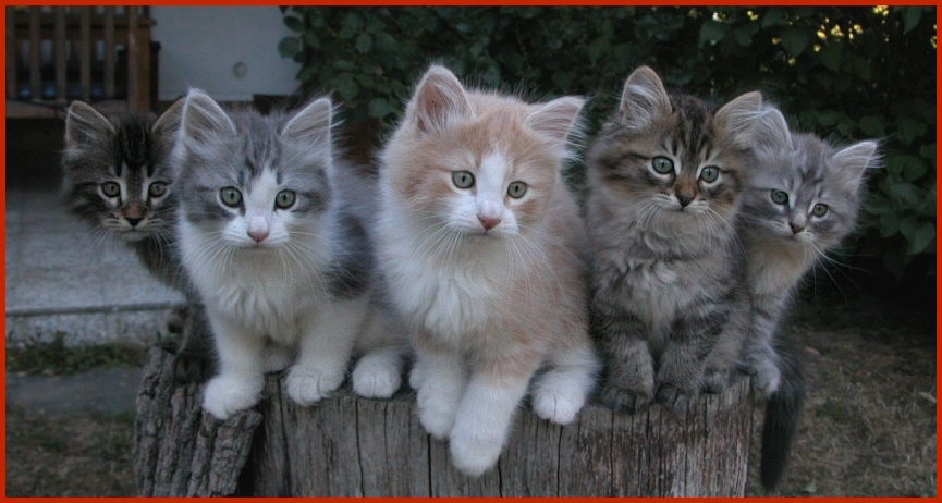 Sibirische Rassekatzen von den Schwarzwaldtigern