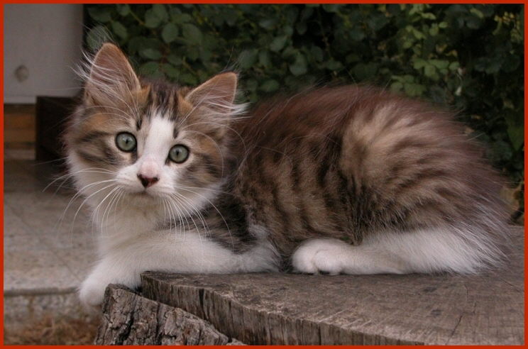 Sibirische Katze Jedi von den Schwarzwaldtigern