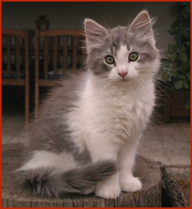 Sibirische Katze Jelmak von den Schwarzwaldtigern