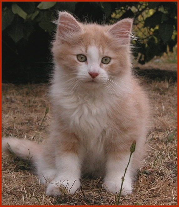 Sibirische Katze Jenissej von den Schwarzwaldtigern