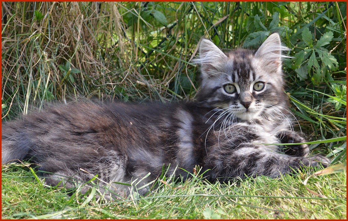 Sibirischer Kater Kasper von den Schwarzwaldtigern