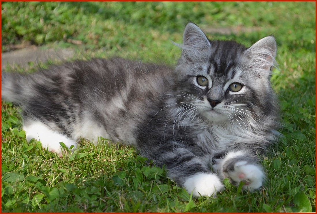 Sibirischer Kater Kirjuscha von den Schwarzwaldtigern