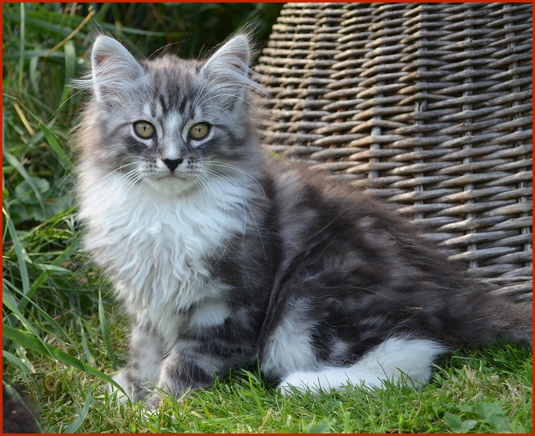 Sibirischer Kater Kolja von den Schwarzwaldtigern