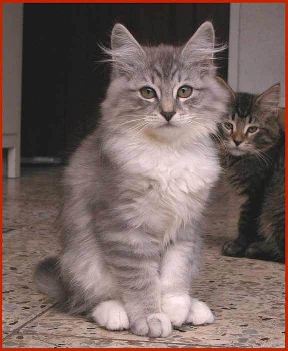 Sibirische Katze Kajetan von den Schwarzwaldtigern