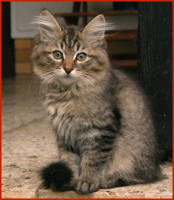 Sibirische Katze Kassian von den Schwarzwaldtigern