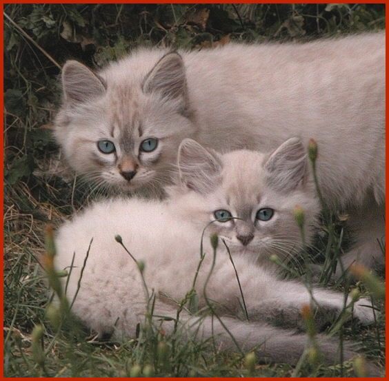 Sibirische Rassekatzen von den Schwarzwaldtigern