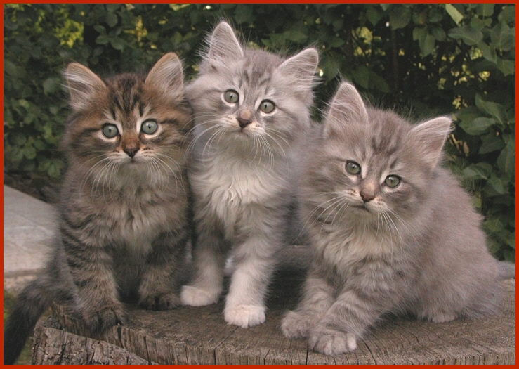 Sibirische Rassekatzen von den Schwarzwaldtigern