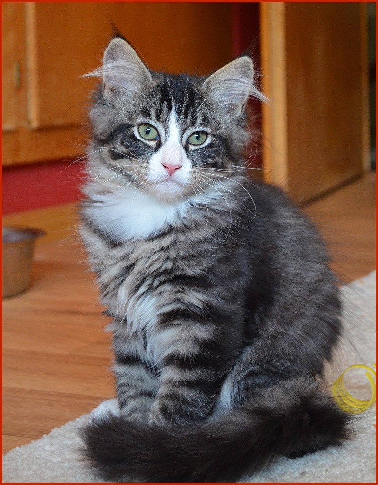 Sibirischer Kater Legolas von den Schwarzwaldtigern