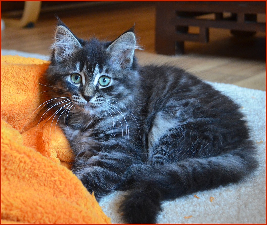 Sibirische Katze Leyla von den Schwarzwaldtigern