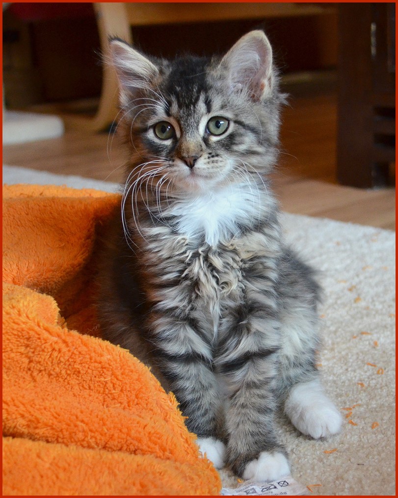 Sibirische Katze Lilja von den Schwarzwaldtigern