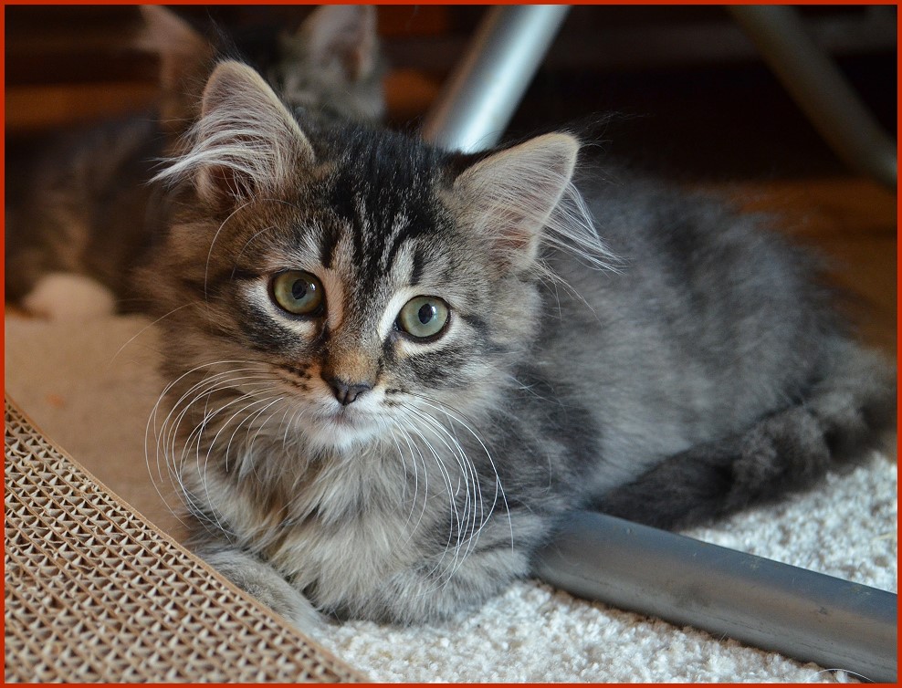 Sibirische Katze Lisenka von den Schwarzwaldtigern