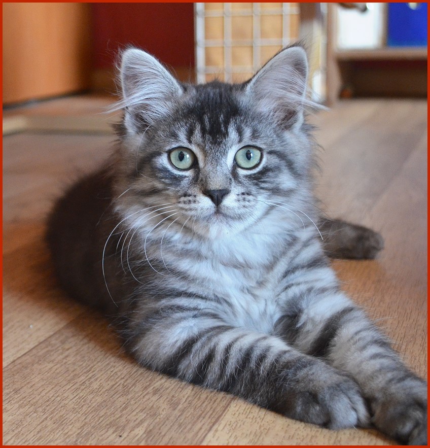 Sibirischer Kater Lucjan von den Schwarzwaldtigern