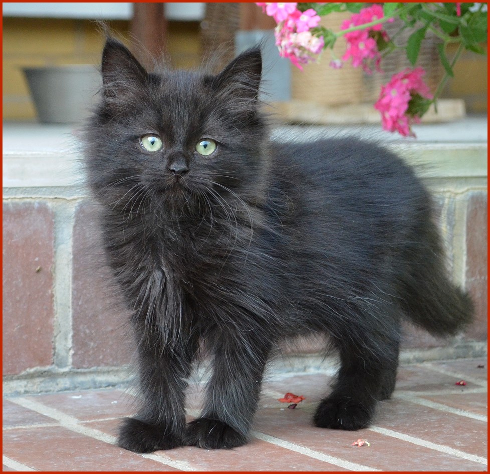 Sibirischer Kater Maksim von den Schwarzwaldtigern