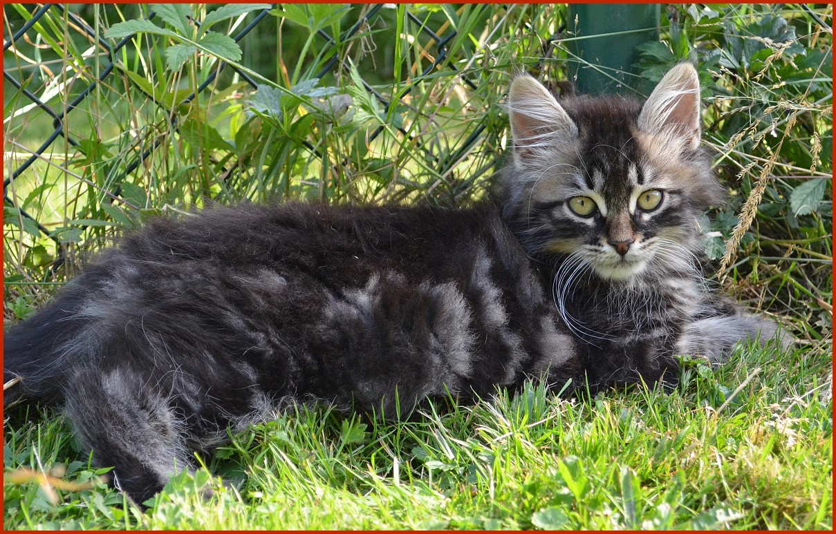 Sibirischer Kater Milan von den Schwarzwaldtigern