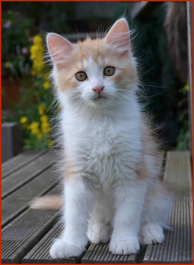 Sibirischer Kater Mirek von den Schwarzwaldtigern