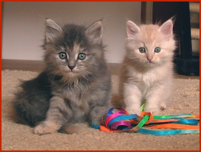Sibirische Rassekatzen von den Schwarzwaldtigern