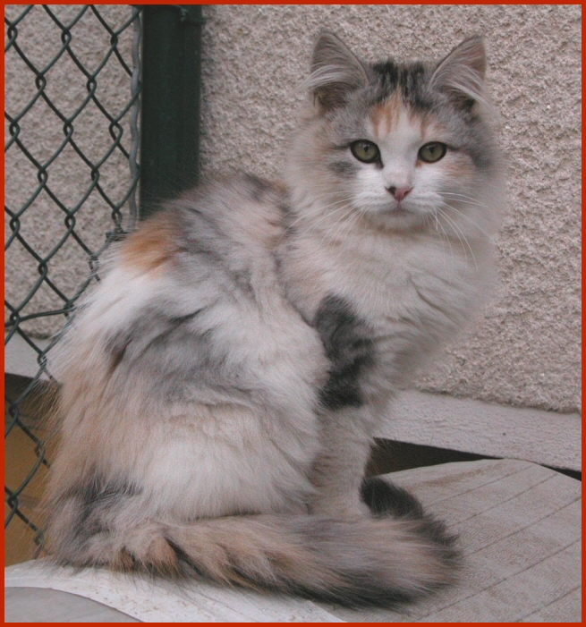 Sibirische Katze Madlenka von den Schwarzwaldtigern