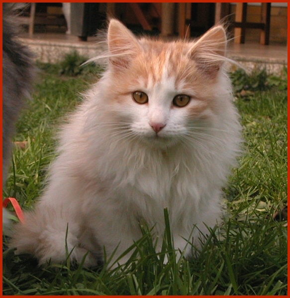 Sibirische Katze Nicodemus von den Schwarzwaldtigern