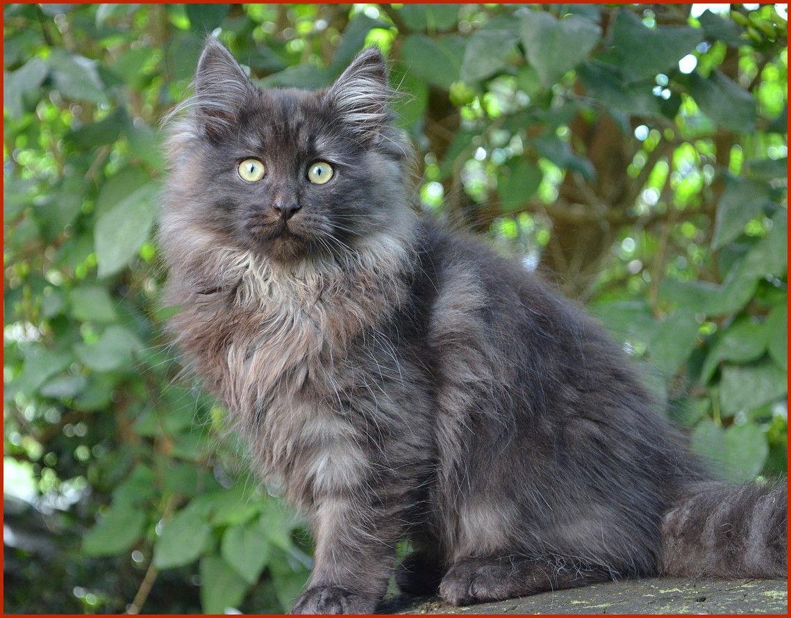 Sibirischer Kater Octavian von den Schwarzwaldtigern