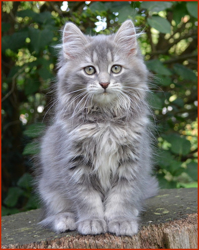 Sibirischer Kater Omeljan von den Schwarzwaldtigern