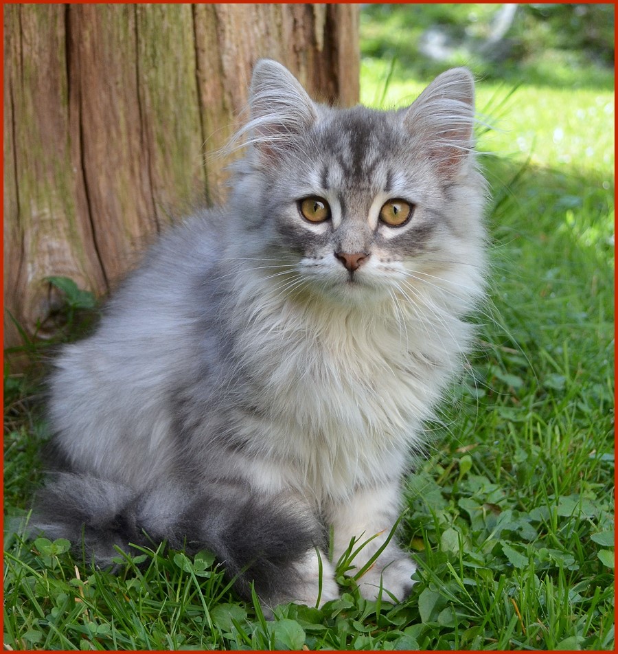 Sibirischer Kater Otis von den Schwarzwaldtigern