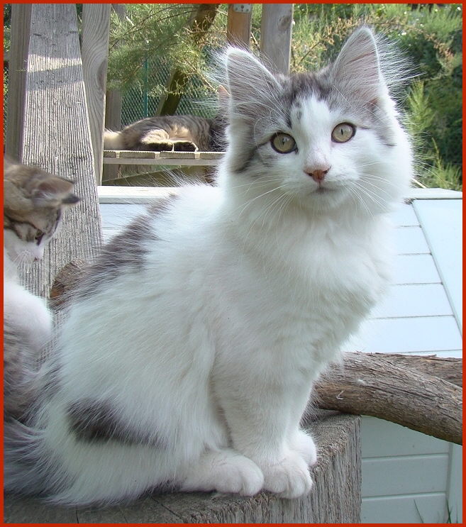 Sibirischer Kater Odo von den Schwarzwaldtigern