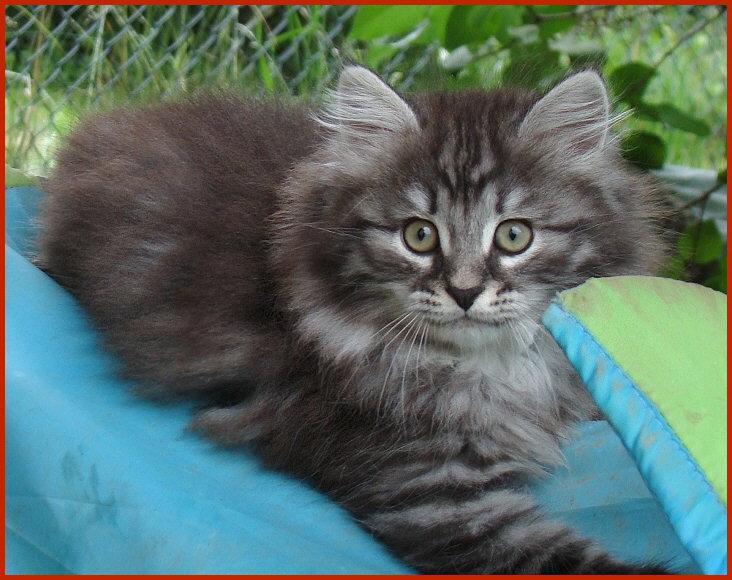 Sibirischer Kater Orel von den Schwarzwaldtigern