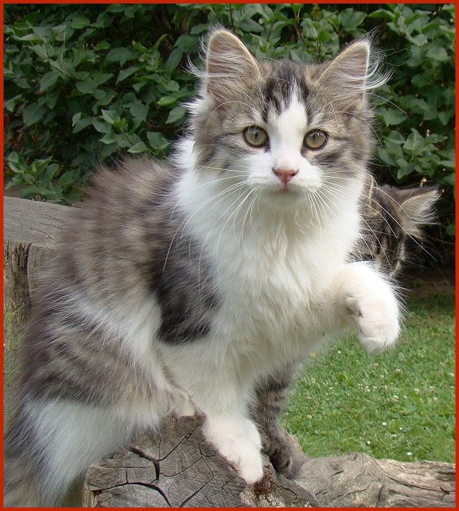 Sibirische Katze Orla von den Schwarzwaldtigern