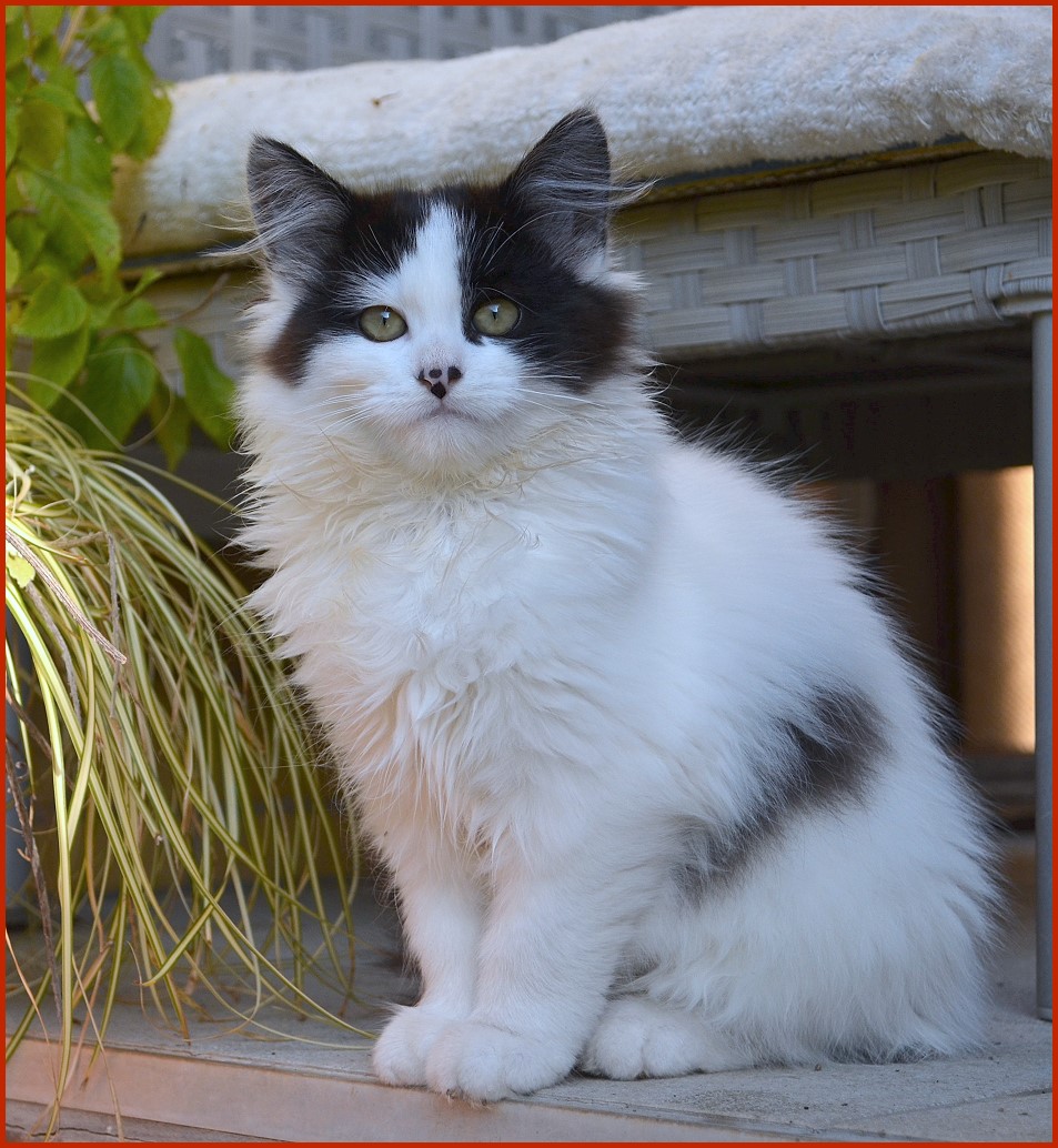 Sibirische Katze Penthesilea von den Schwarzwaldtigern