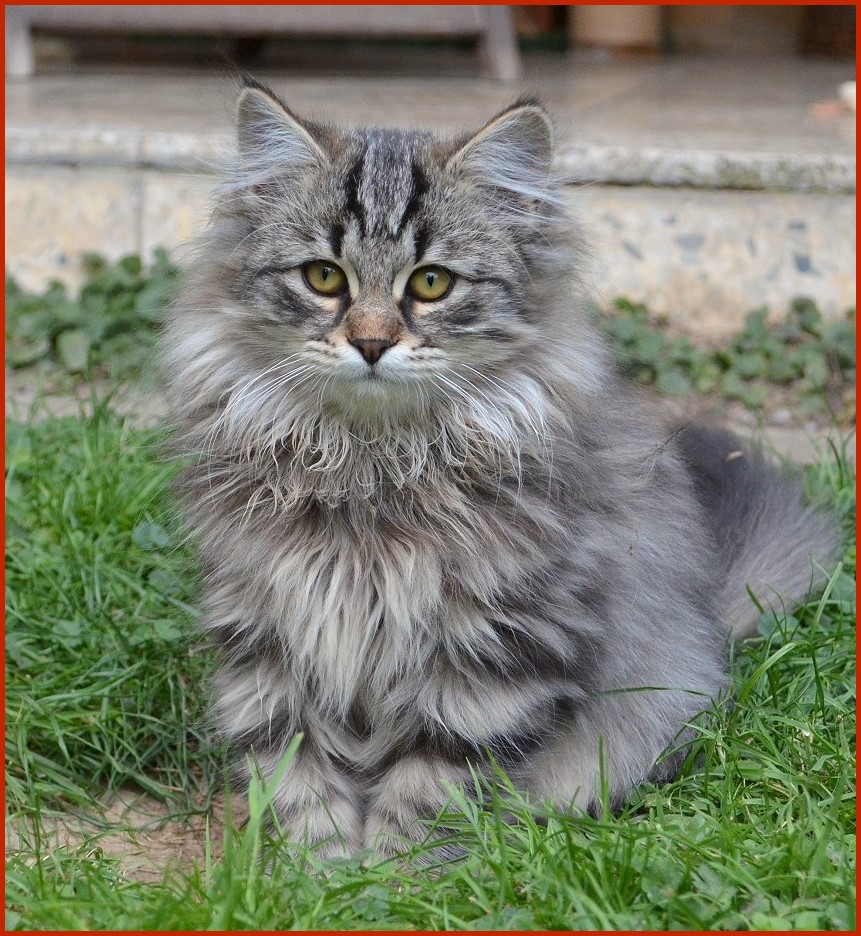 Sibirischer Kater Perikles von den Schwarzwaldtigern