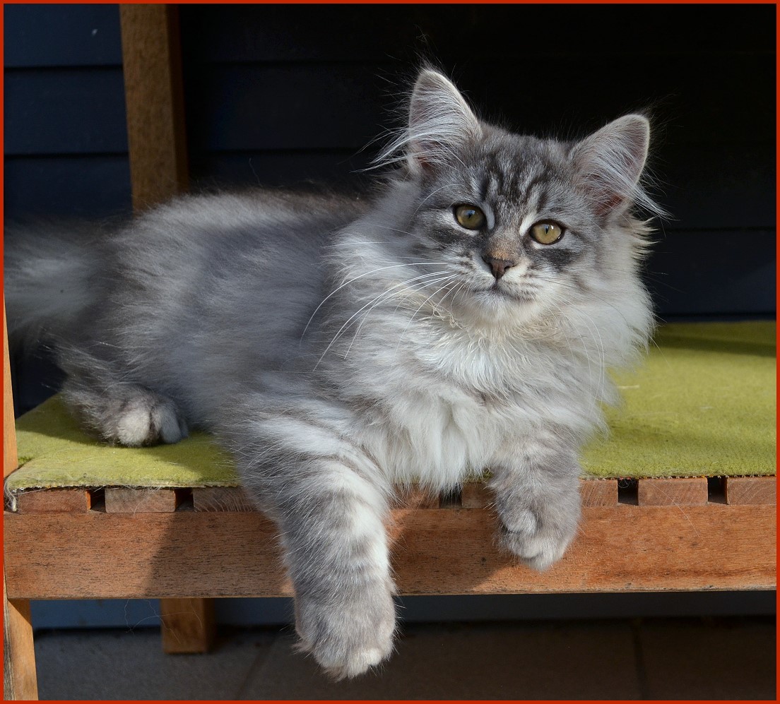 Sibirische Katze Pilar von den Schwarzwaldtigern