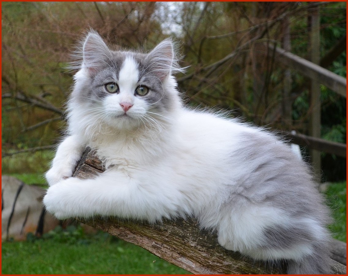 Sibirischer Kater Pinto von den Schwarzwaldtigern