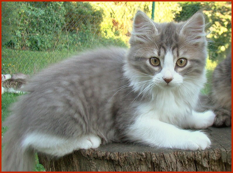 Sibirischer Kater Picobello von den Schwarzwaldtigern